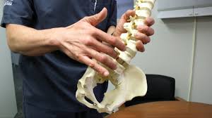 zebarfish could cure spinal cord injuries | मणक्याच्या दुखापतीमुळे पक्षाघात झालेले रुग्ण पुन्हा ताठ उभे राहणार! zebarfish could cure spinal cord injuries | मणक्याच्या दुखापतीमुळे पक्षाघात झालेले रुग्ण पुन्हा ताठ उभे राहणार!